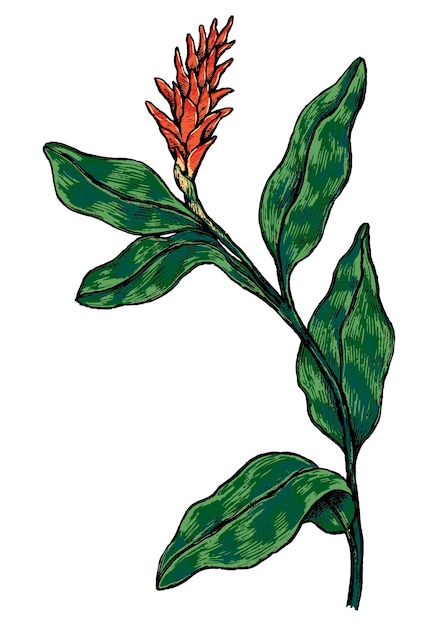 Flor tropical de gengibre desenho botânico de planta exótica ilustração vetorial desenhada à mão clipart vintage colorido isolado em branco