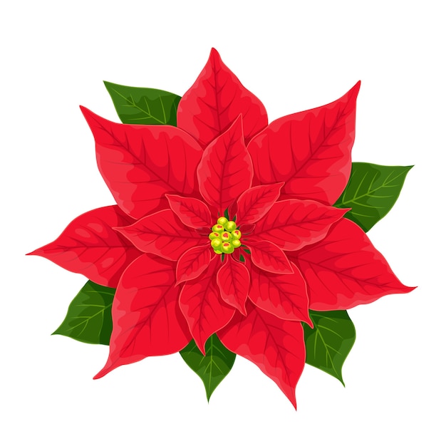 Flor vermelha de natal da poinsétia