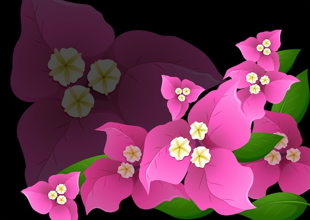 Vetor flores cor-de-rosa da buganvília no fundo preto