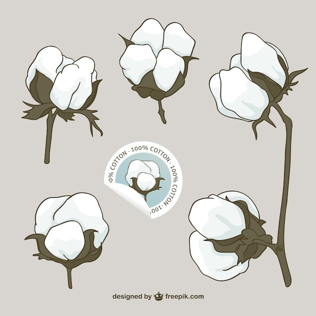 Vetor flores de algodão vector