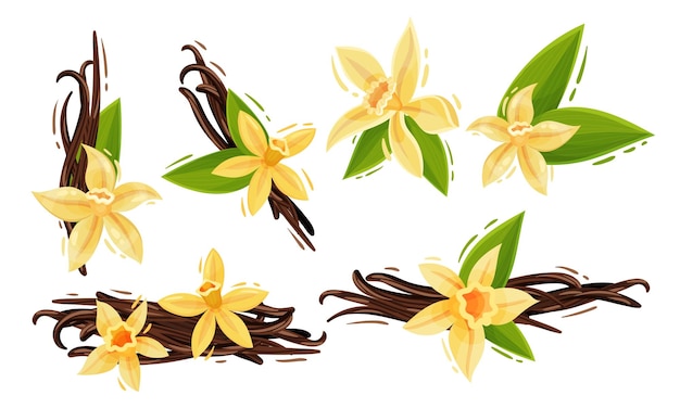 Flores de baunilha e vagens ou pauzinhos isolados em conjunto vetorial de fundo branco