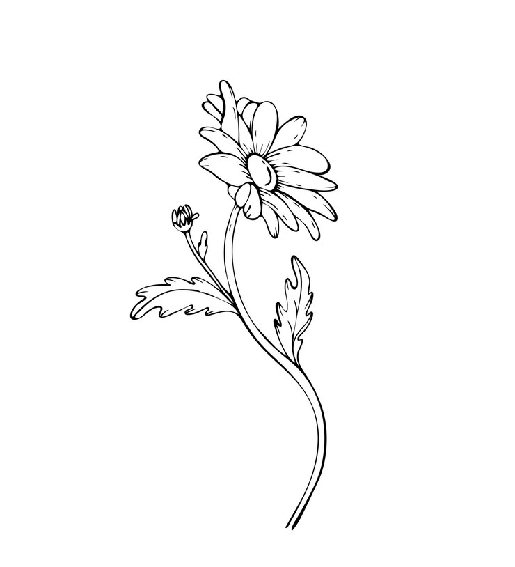Vetor flores de camomila desenhadas à mão erva medicinal camomila ilustração vetorial camomila com caule e