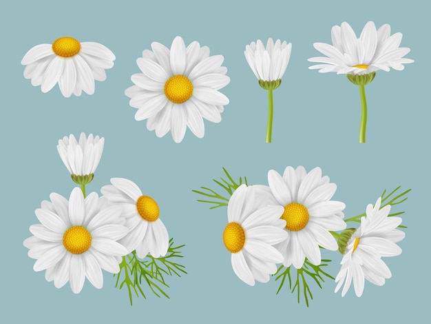 Flores de camomila ilustrações botânicas realistas flores de ervas medicinais naturais brotos de camomila com folhas vector decente conjunto de imagens 3d