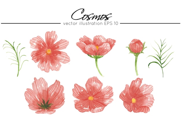 Flores de cosmos de pintura