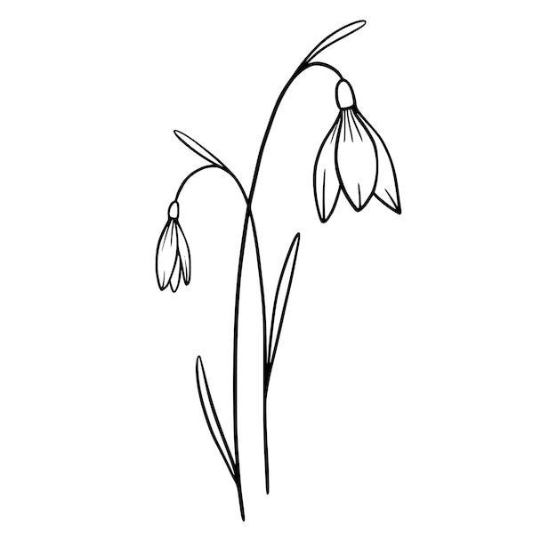 Flores de floco de neve em fundo branco ilustração desenhada à mão de uma flor de floco de neve de primavera arte em linha