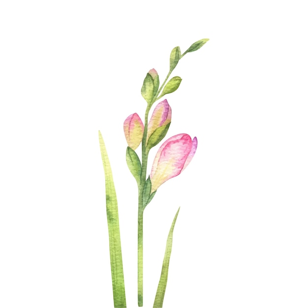 Flores de freesia rosa botões e folhas flores de jardim ilustração de aquarela isolada