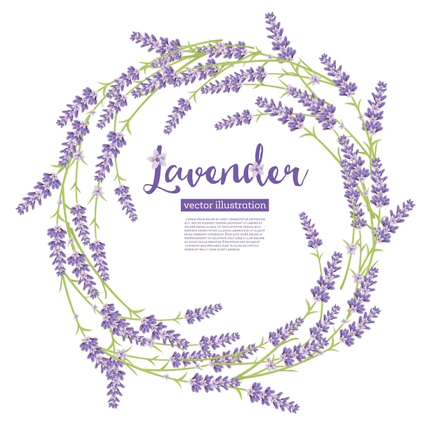 Flores de grinalda de lavanda isoladas no branco. Ilustração vetorial.