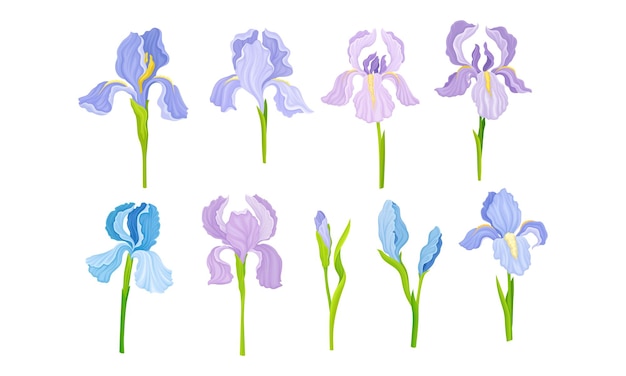 Flores de íris no caule com sépalas e pétalas eretas vector set