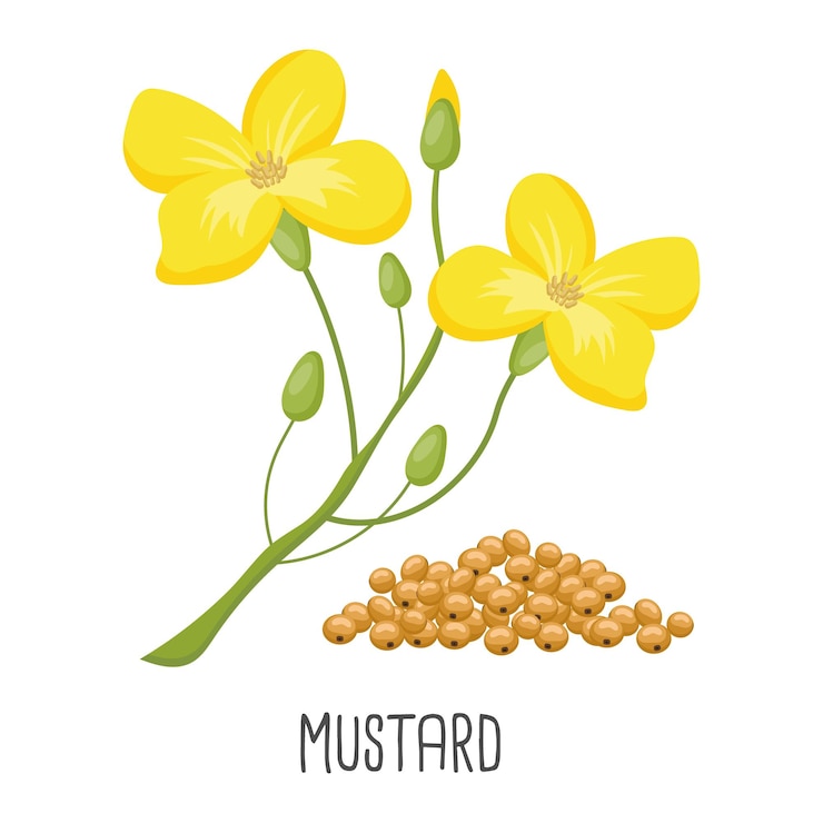 Vetor flores de mostarda amarela e sementes de mostarda em um vetor de ilustração de agricultura de fundo branco