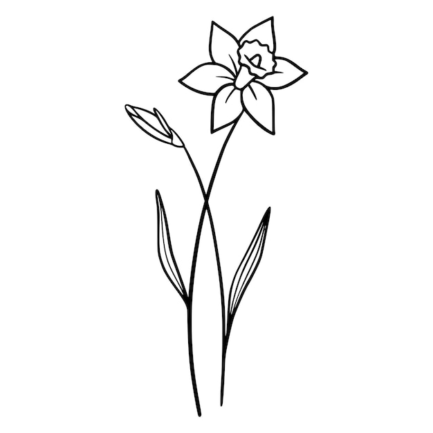 Flores de narciso no fundo branco ilustração desenhada à mão de uma flor de narciso.
