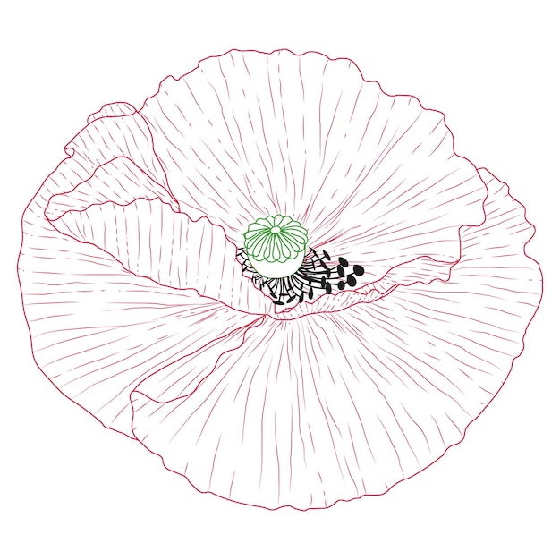Flores de papoula da califórnia desenhadas e esboçadas com lineart em fundos brancos