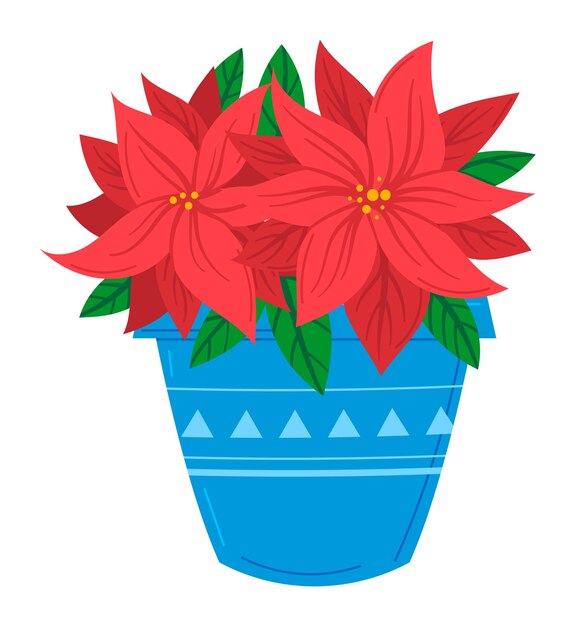 Flores de poinsettia vermelhas brilhantes florescendo vaso decorativo azul planta de férias festivas pétalas vibrantes