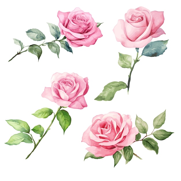 Vetor flores de rosa rosa com folhas conjunto de pinturas a aquarela