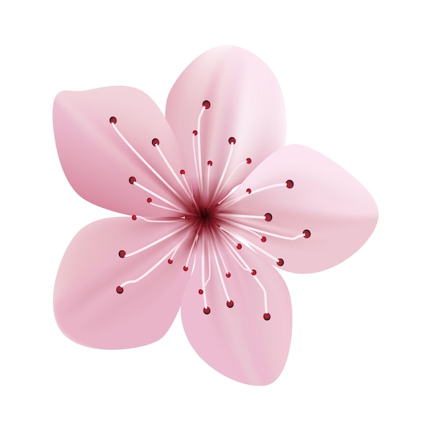 flores de sakura vetoras isoladas sobre um fundo branco de primavera