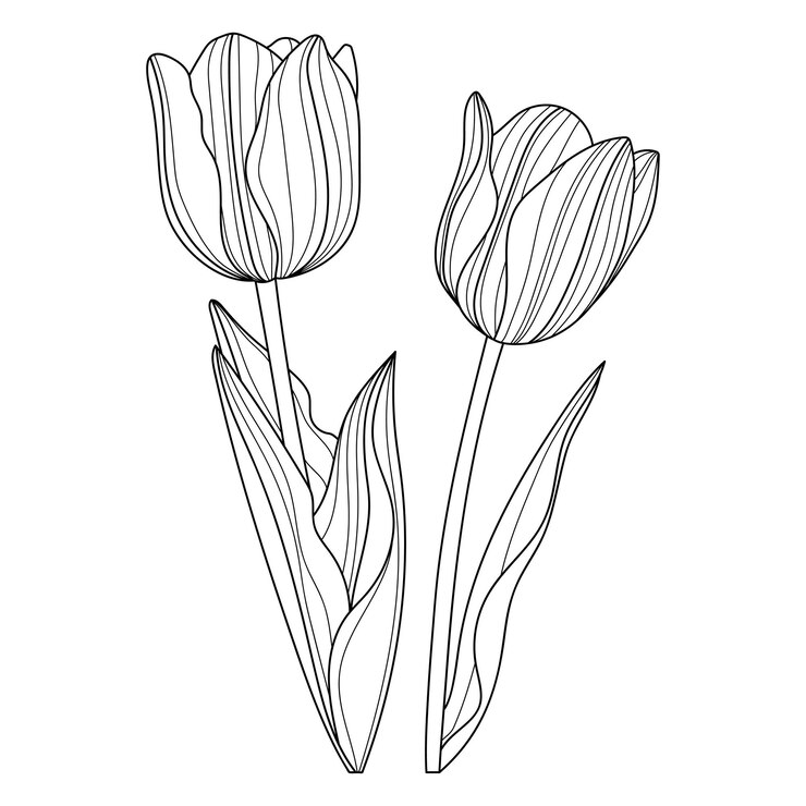 Vetor flores de tulipa flores lineares botânica flores lineares abstratas ilustração vetorial de uma tulipa