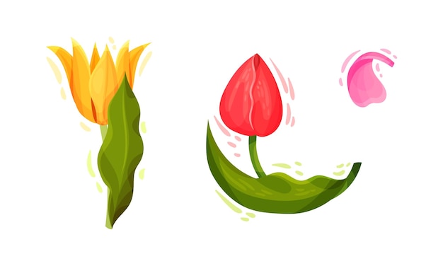 Flores de tulipas coloridas com botões grandes e vistosos em conjunto de vetores de caule verde