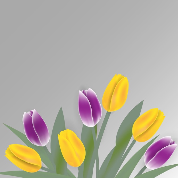 Flores de tulipas da primavera no fundo branco