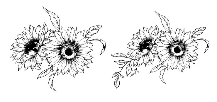 Vetor flores-do-sol desenho de linha esboço ilustração de flores-do- sol desenhado à mão flores- do- sol silhueta monocromática