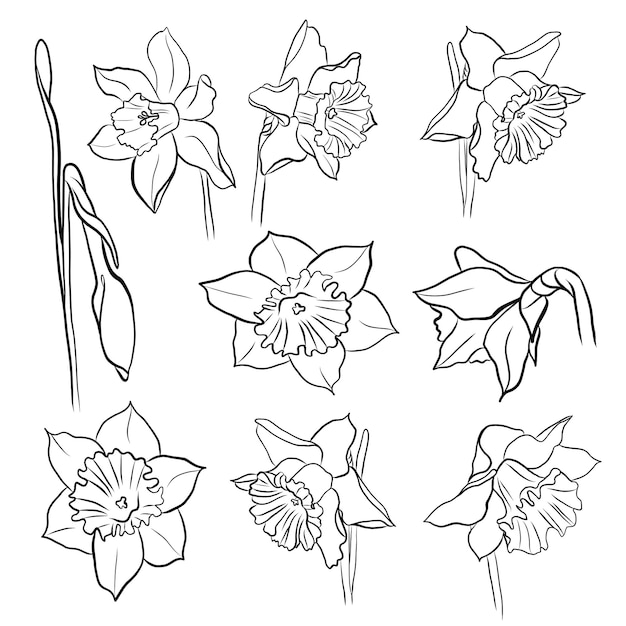 Flores e botões de narcisos de desenho vetorial