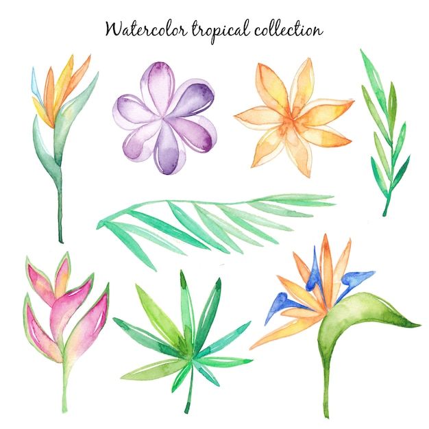 Flores e folhas tropicais em aquarela