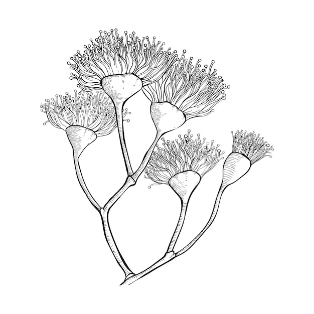 Vetor flores e sementes de eucalipto brotam esboço de eucalipto