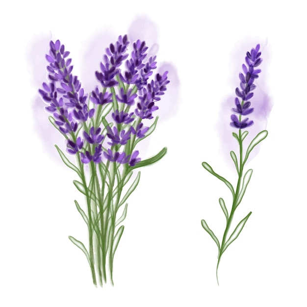 Flores em aquarela de lavanda em fundo branco Uso para cosméticos naturais loja de beleza produtos de saúde perfume óleo essencial aromaterapia cartão ou convite de casamento