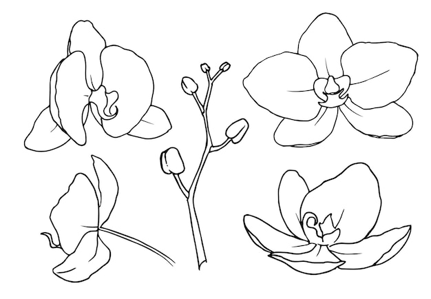 Vetor flores orquídea phalaenopsis vector ilustração floral desenhada à mão de planta tropical em estilo de arte de linha esboço de contorno em cores preto e branco em fundo isolado desenho de contorno botânico