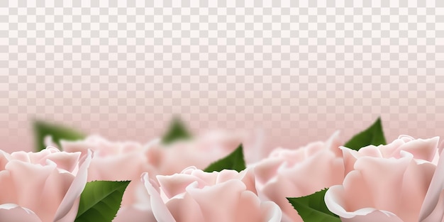 Flores rosas 3d rosa realistas em fundo transparente ilustração vetorial