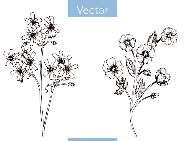 Vetor flores silvestres de vetor monocromático mão desenhada no fundo branco