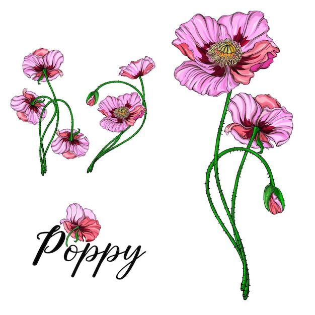 Flores vetoriais brilhantes papoulas cor de rosa ilustração botânica romance