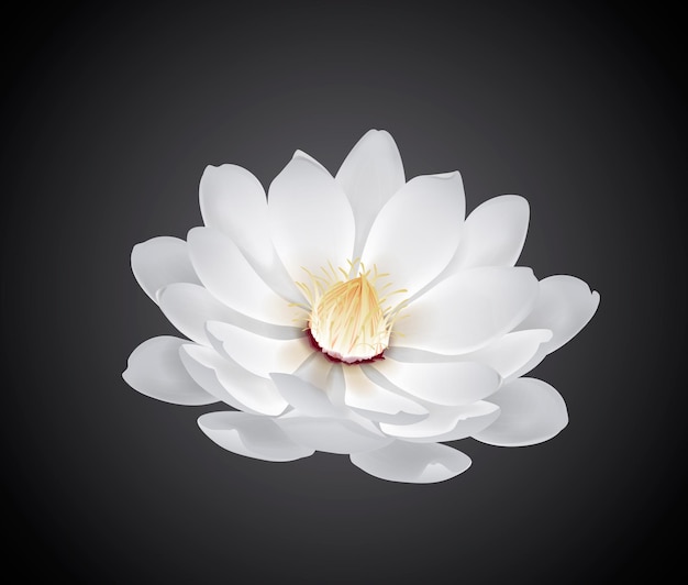Florescendo lindo nenúfar branco ou flor de lótus isolada