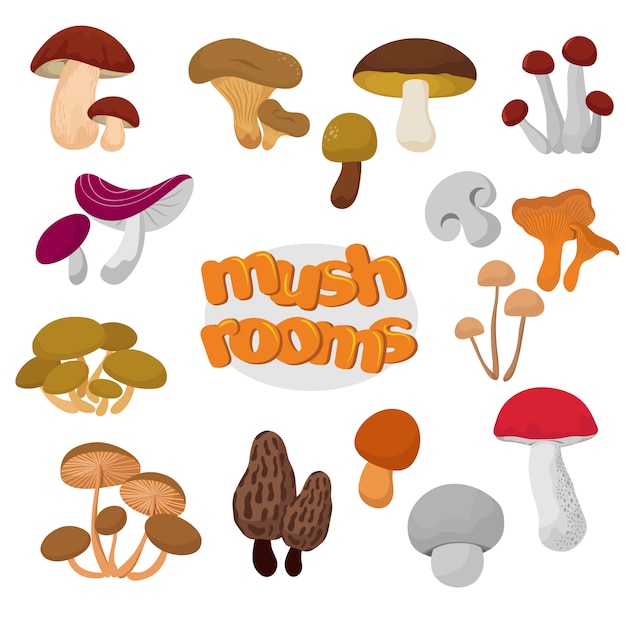 Floresta verão e outono cartoon cogumelos comestíveis vector conjunto
