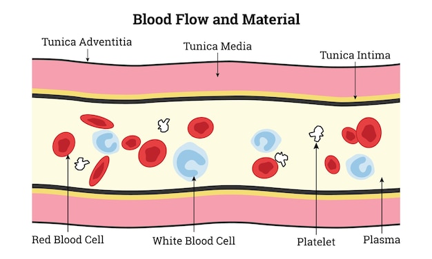 Vetor fluxo sanguíneo e material túnica adventitia túnica média túnica íntima glóbulos vermelhos sangue branco