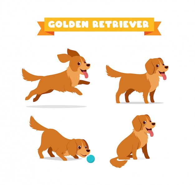 Vetor fofo golden retriever cão animal de estimação com muitas poses conjunto