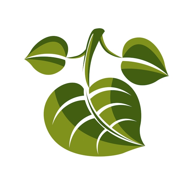 Folha de árvore vetorial de folha caduca verde simples, elemento estilizado da natureza. símbolo de ecologia, pode ser usado em design gráfico.