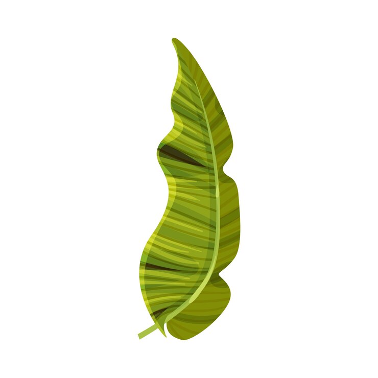 Vetor folha de banana curva verde brilhante com ilustração vetorial de veias cruzadas