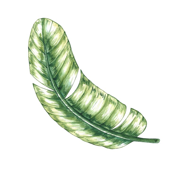folha de bananeira aquarela
