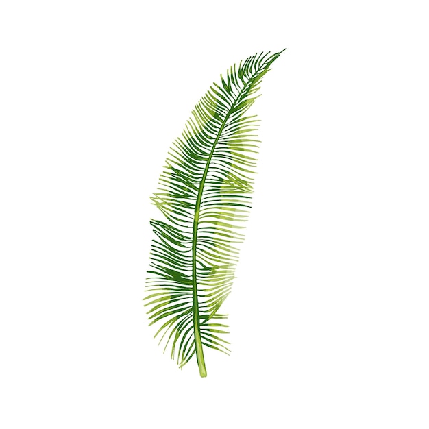 Folha de coco fresco de verde palmeira. ilustração tirada mão de cor de incubação de vetor vintage isolada no fundo branco
