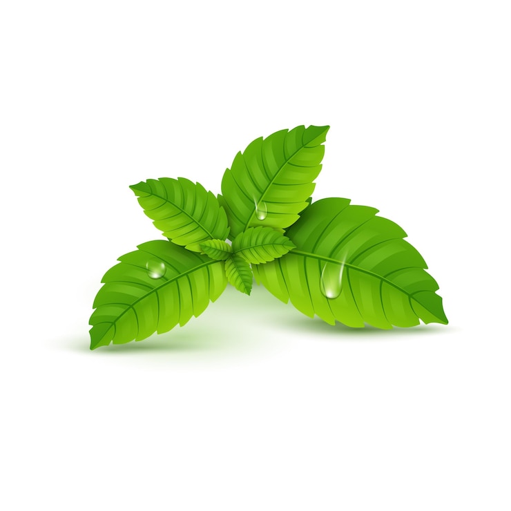Vetor folha de hortelã fresca. aroma saudável de mentol. planta da natureza à base de ervas. folhas verdes de hortelã.