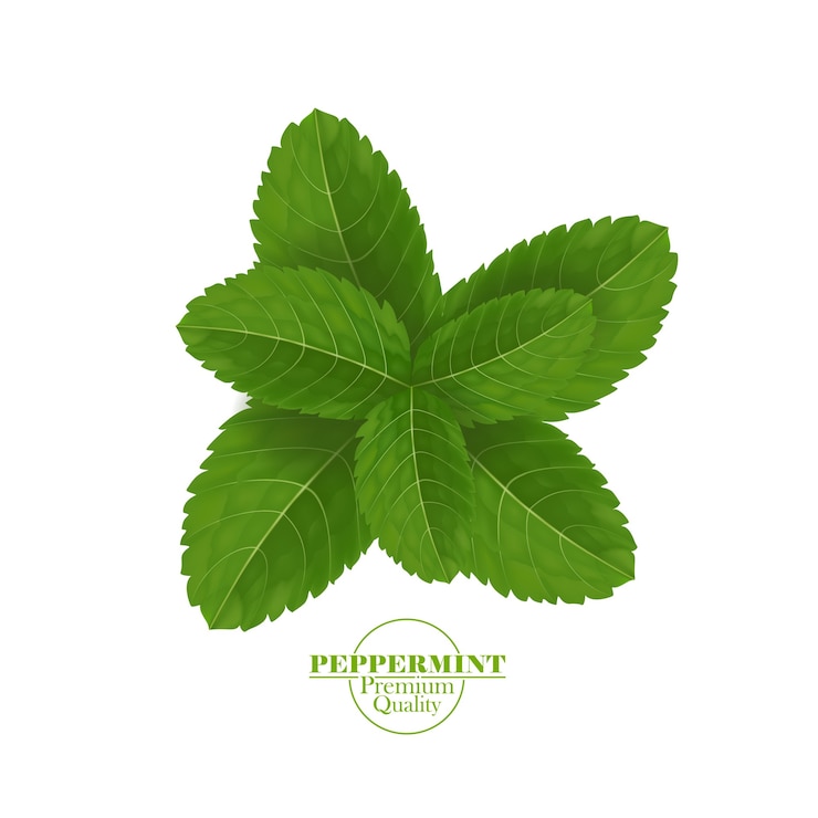Vetor folha de hortelã-pimenta verde e fresca