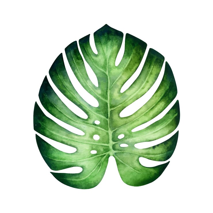 Vetor folha de monstera aquarela sem caule isolada sobre um fundo branco