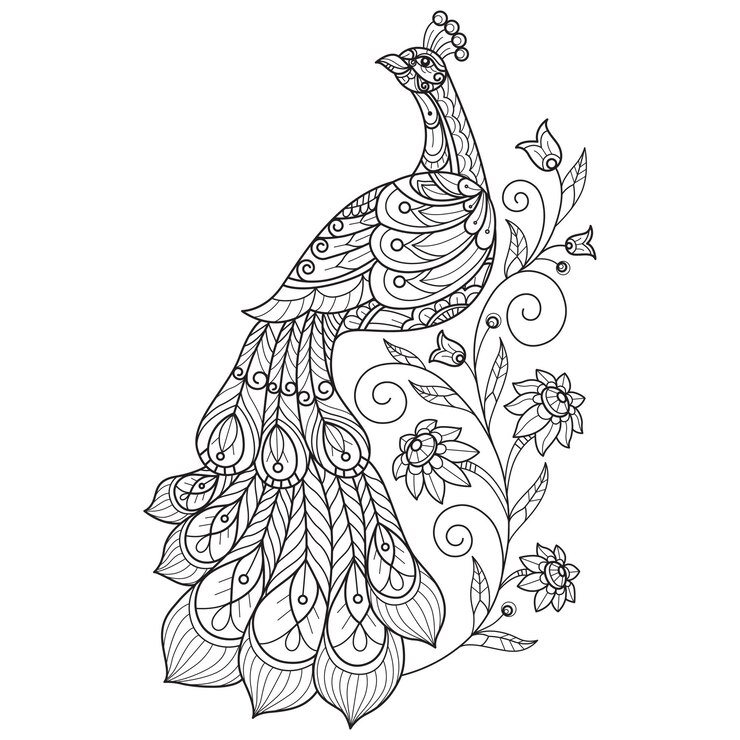 Folha de pavão e hera desenhada à mão para livro de colorir para adultos