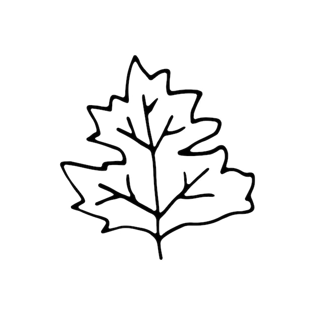 Folha desenhada mão única para decoração de inverno e outono. ilustração em vetor doodle. isolado em fundo branco