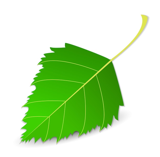 Vetor folha suculenta verde de uma árvore de bétula brilhante suculenta grande detalhada sobre um fundo branco com uma sombra