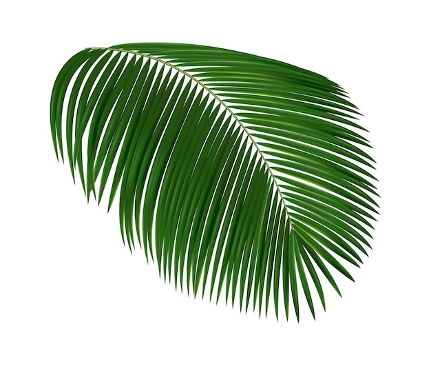 Vetor folha tropical realista. folhagem de palmeira, elementos de plantas exóticas verdes, elemento de design de selva havaiana verão natureza isolada, planta subtropical, vetor de decoração botânica objeto 3d