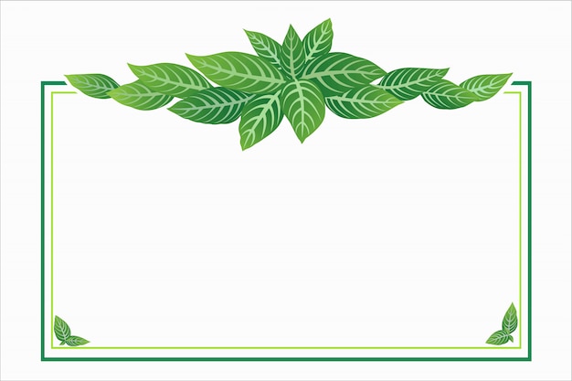 Folha verde com uma sensação de frescura.