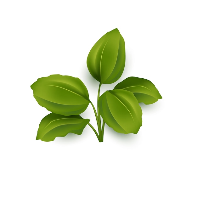 Folha verde de banana isolada em um fundo branco. Ilustração em vetor