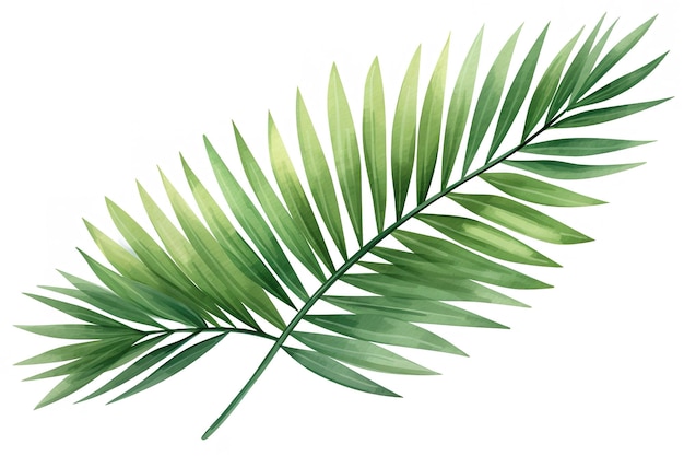 Vetor folha verde de palmeira de sago isolada em branco