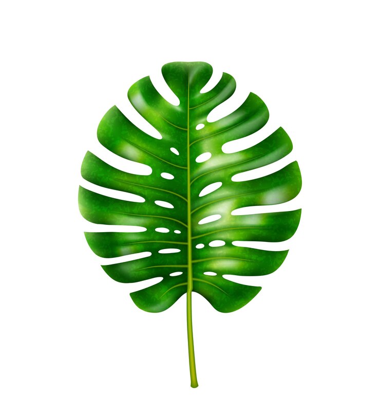 Vetor folhagem isolada da planta monstera com decoração de buracos de trópicos e vegetação de florestas exóticas por
