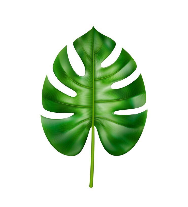 Vetor folhagem tropical e vegetação em estilo exótico, folha reta isolada de monstera com buracos